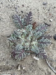 Glyptopleura marginata