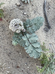 Cymopterus corrugatus