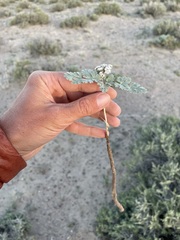 Cymopterus corrugatus