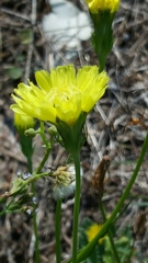 Pyrrhopappus pauciflorus