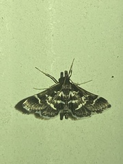 Diasemiodes janassialis