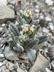 Amsinckiopsis kingii