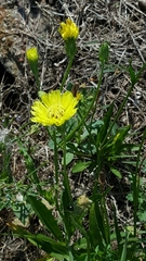 Pyrrhopappus pauciflorus