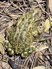 Anaxyrus