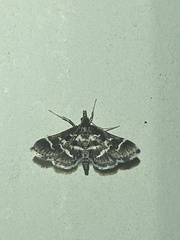 Diasemiodes janassialis