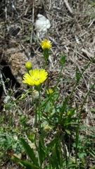 Pyrrhopappus pauciflorus