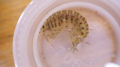 Gammarus fasciatus
