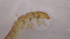Polycentropus