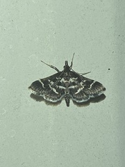 Diasemiodes janassialis