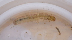 Polycentropus