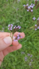 Verbena brasiliensis