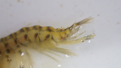 Gammarus fasciatus