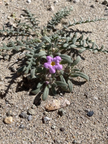 Image of Nama aretioides by (c) Matt Berger, some rights reserved (CC BY)