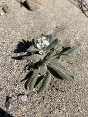 Amsinckiopsis kingii