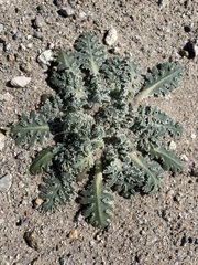 Glyptopleura marginata