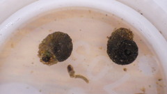 Helicopsyche borealis