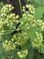 Thaspium pinnatifidum