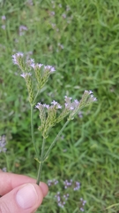 Verbena brasiliensis
