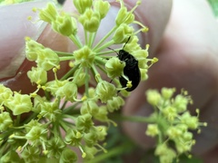 Thaspium pinnatifidum