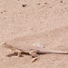 Mohawk Dunes Fringe-toed Lizard - Photo (c) John Sullivan, some rights reserved (CC BY-NC), uploaded by John Sullivan