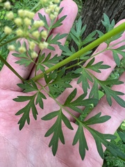 Thaspium pinnatifidum