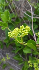 Cissus trifoliata