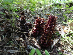 Kopsiopsis strobilacea