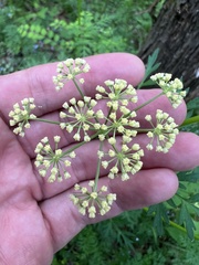 Thaspium pinnatifidum