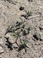 Ipomopsis polycladon