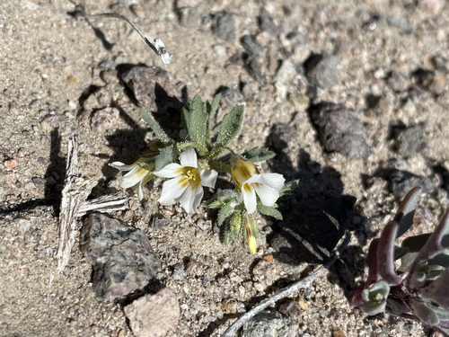 Image of Bell Gilia (Linanthus campanulatus) by (c) Matt Berger, some rights reserved (CC BY)