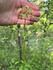 Thaspium pinnatifidum