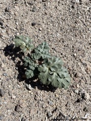 Cymopterus corrugatus