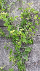 Cissus trifoliata