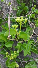 Cissus trifoliata
