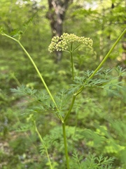 Thaspium pinnatifidum