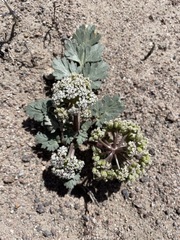 Cymopterus corrugatus