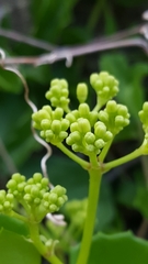 Cissus trifoliata