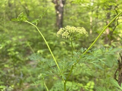 Thaspium pinnatifidum