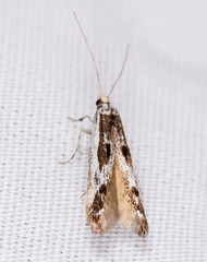 Blastodacna