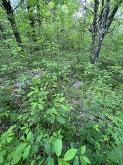 Thaspium pinnatifidum
