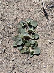Atriplex argentea hillmanii
