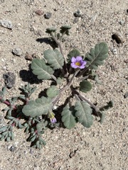 Phacelia gymnoclada