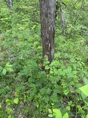 Thaspium pinnatifidum