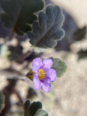 Phacelia gymnoclada