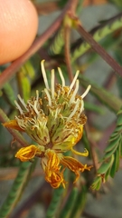 Neptunia lutea