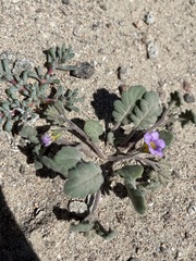 Phacelia gymnoclada