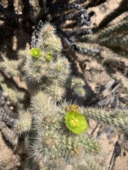 Cylindropuntia ganderi