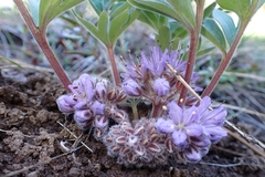 Hydrophyllum alpestre