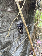 Tirumala limniace limniace