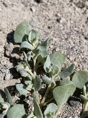 Atriplex argentea hillmanii